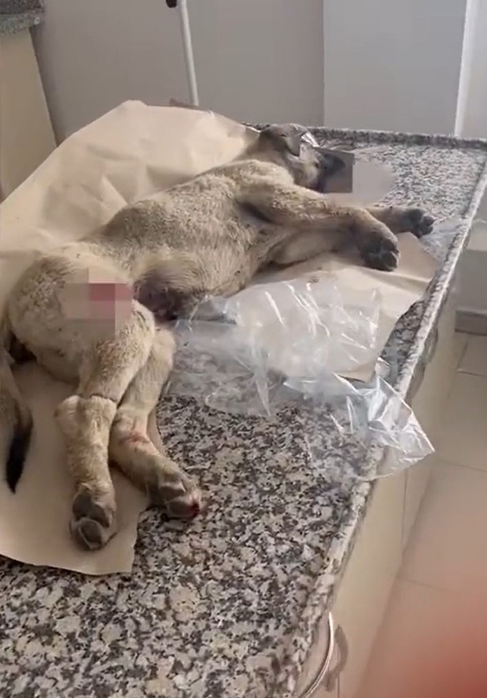 Polisten yaralı k&ouml;peğe yardım eli
