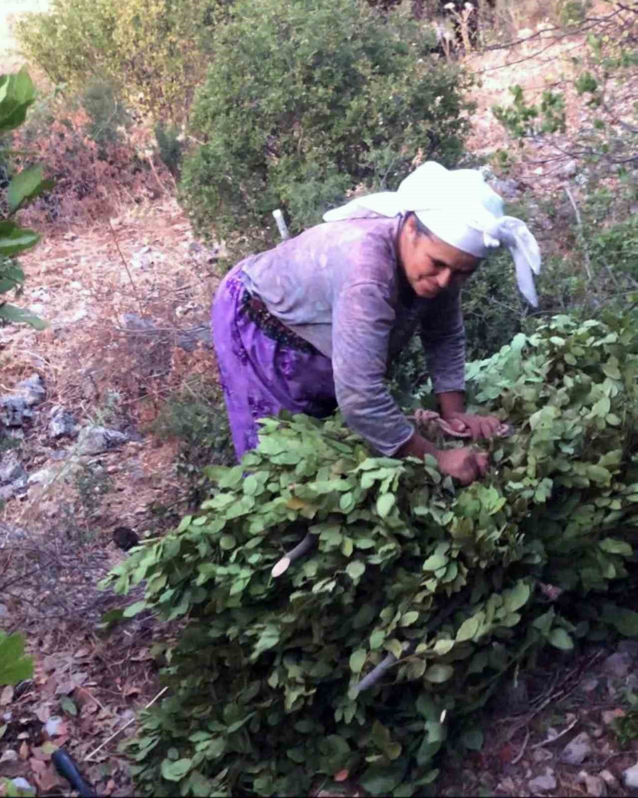 5 ton Defne yaprağı satışı gerçekleşti
