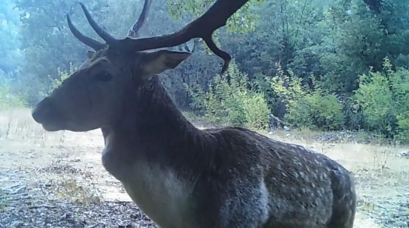 Isparta’da ormanlık alandaki alageyikler fotokapana yansıdı