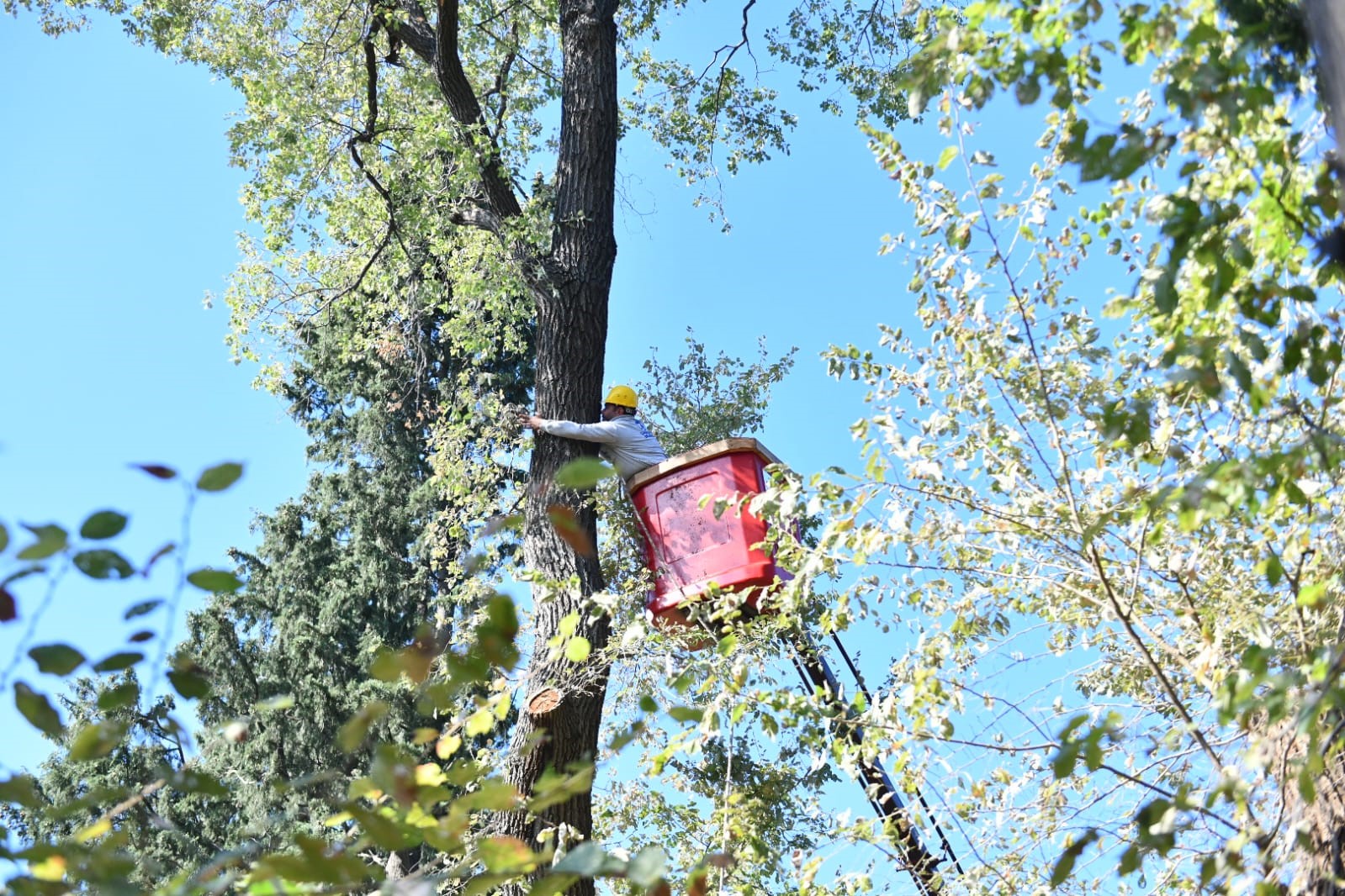 Halk bahçesinde çürüyen ağaçlar budanıyor