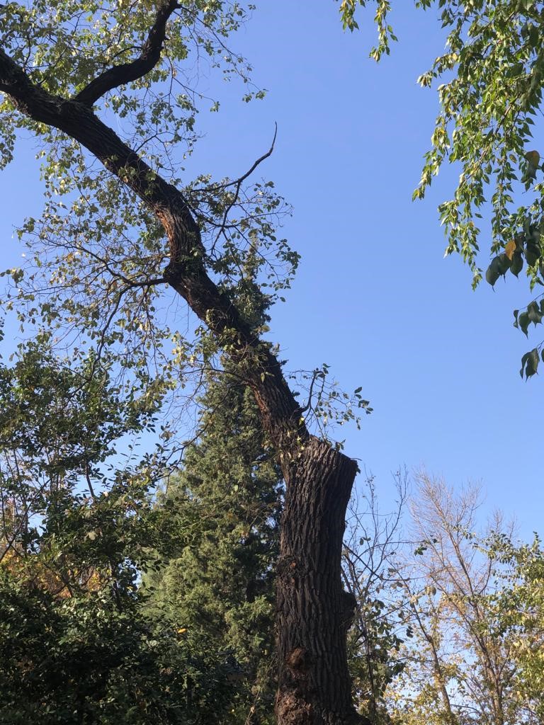 Halk bahçesinde çürüyen ağaçlar budanıyor