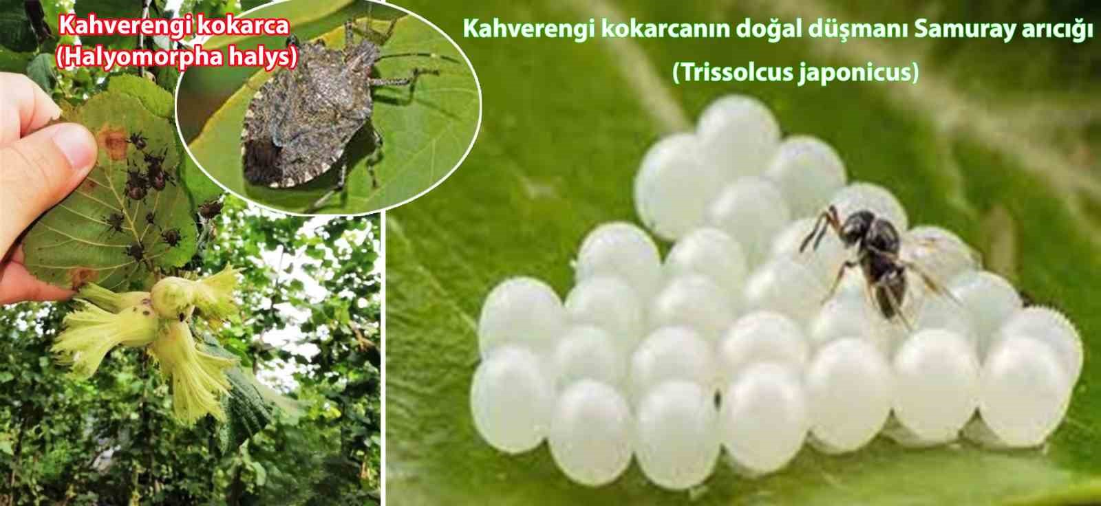 İstilacı kahverengi kokarcaya karşı ’samuray arısı’