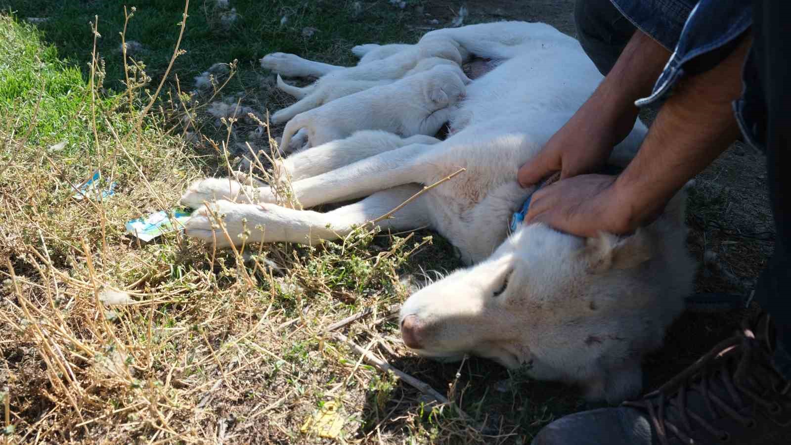 (&Ouml;ZEL) Annesiz kalan yavruları başka bir Akbaş cinsi k&ouml;pek sahiplendi
