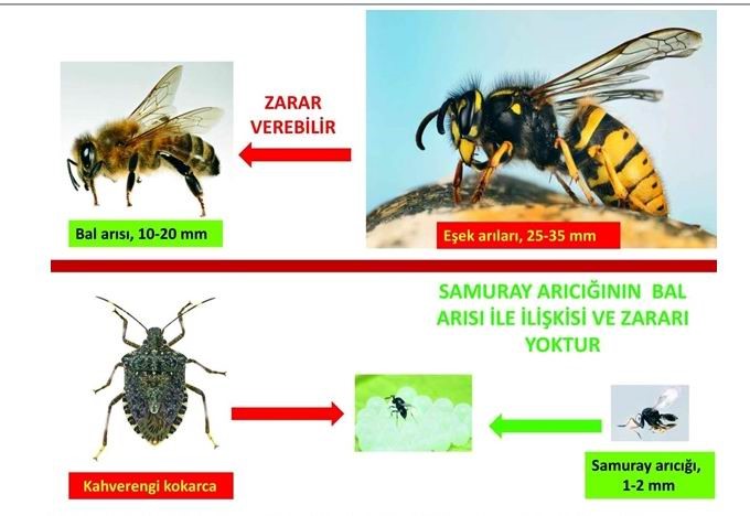 Arıcılar endişeliydi: “Samuray arıları bal arılarına zarar vermiyor”