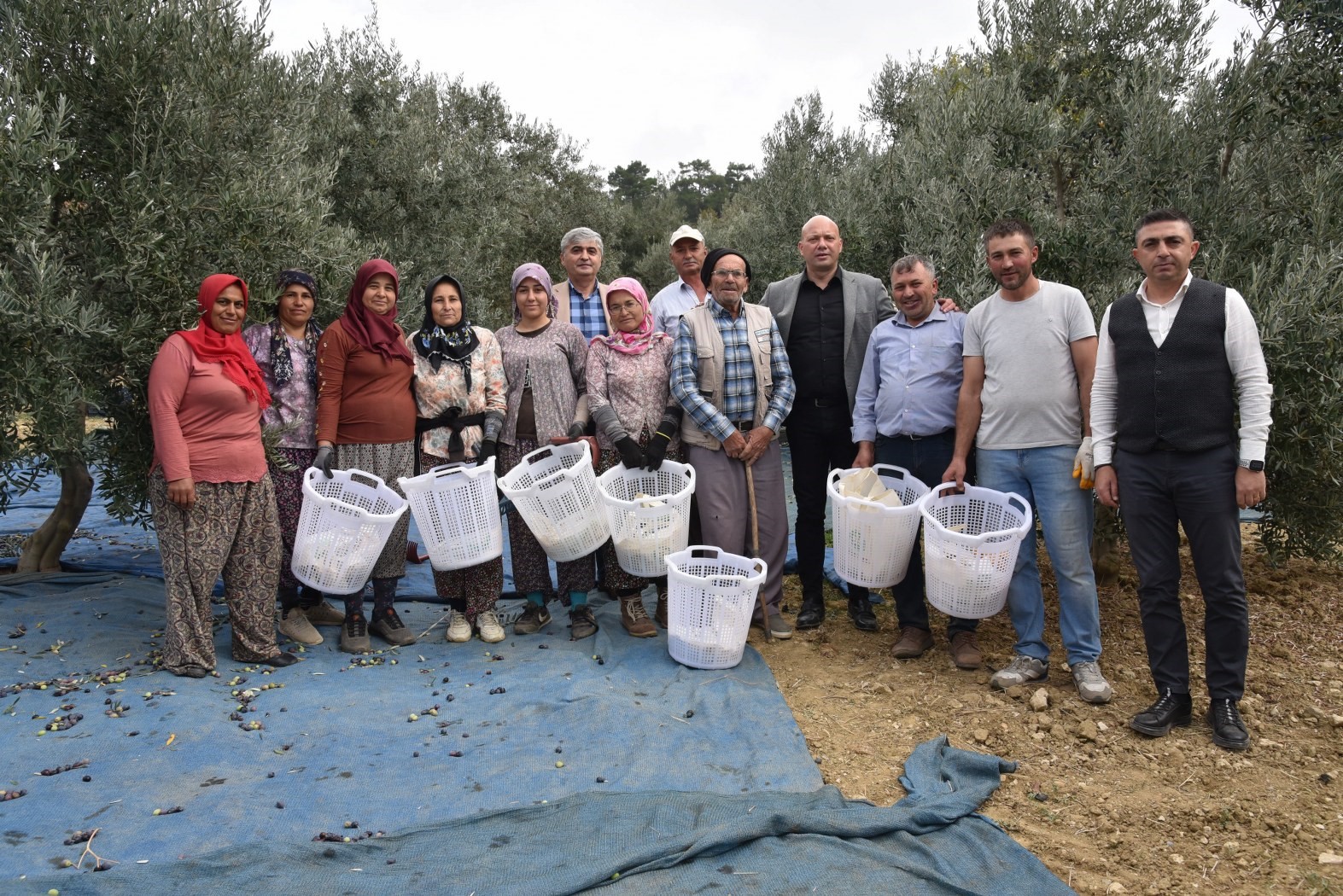 Büyükşehir, zeytin hasadında da üreticilerin yanında