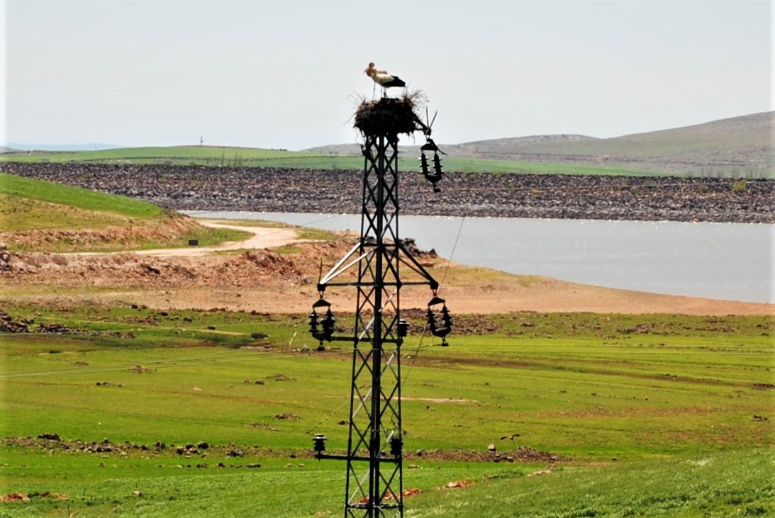Dicle Elektrik’ten leylekler için Dicle Vadisi’nde yuva