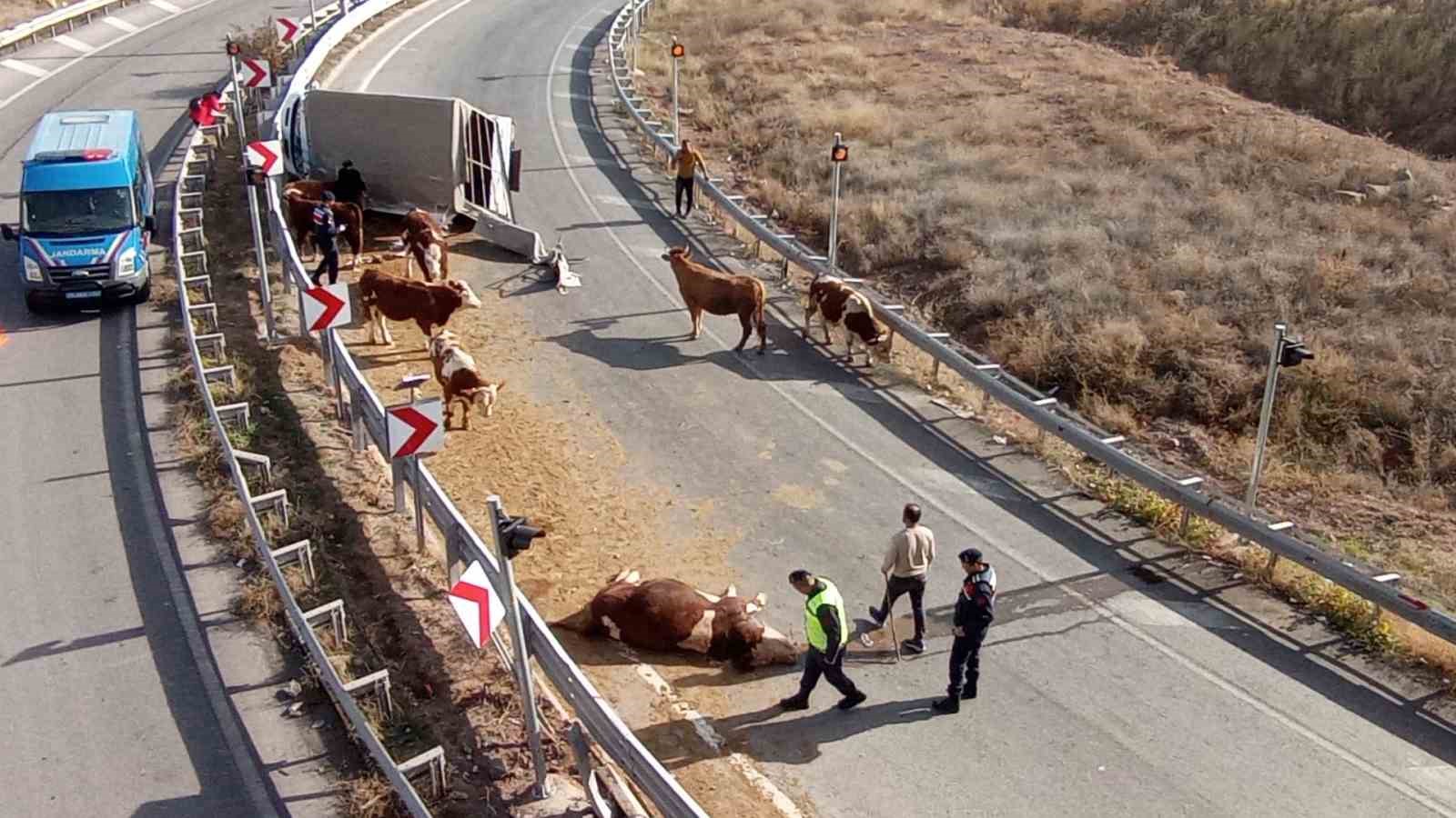 Büyükbaş hayvanları taşıyan kamyonet devrildi, sürücü yaralanırken, 1 hayvan telef oldu