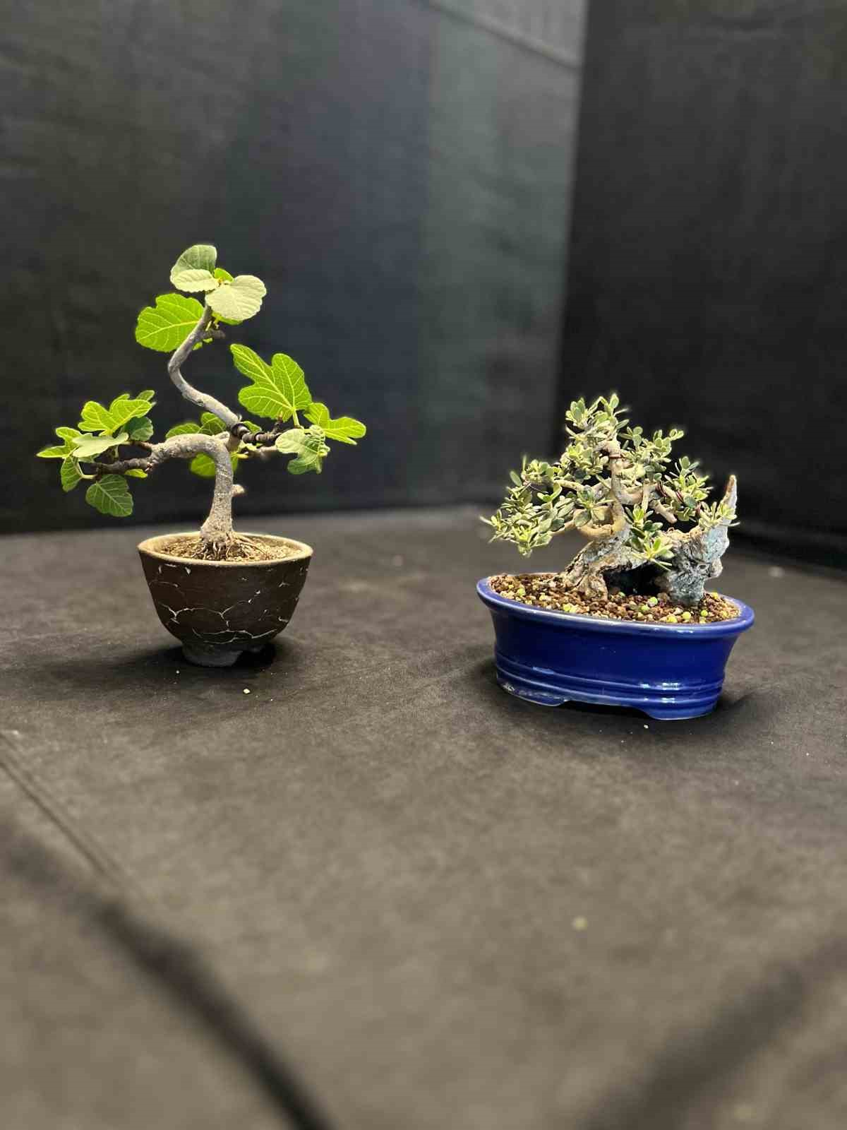 Yalova&rsquo;da, 3. Uluslararası Bonsai Sempozyumu
