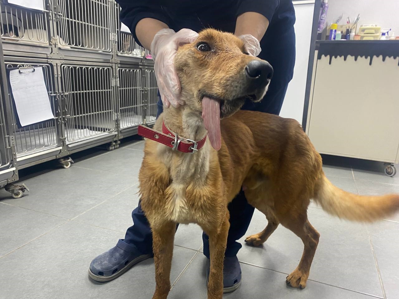 Alt çenesi alınan köpek ameliyatla hayata tutundu