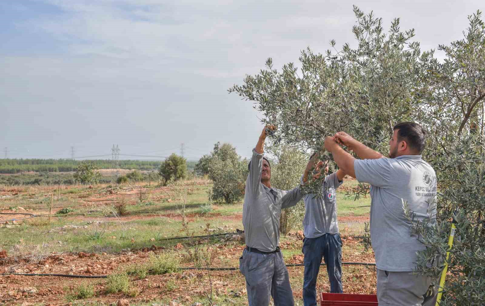 Kepez’den zeytin hasadı
