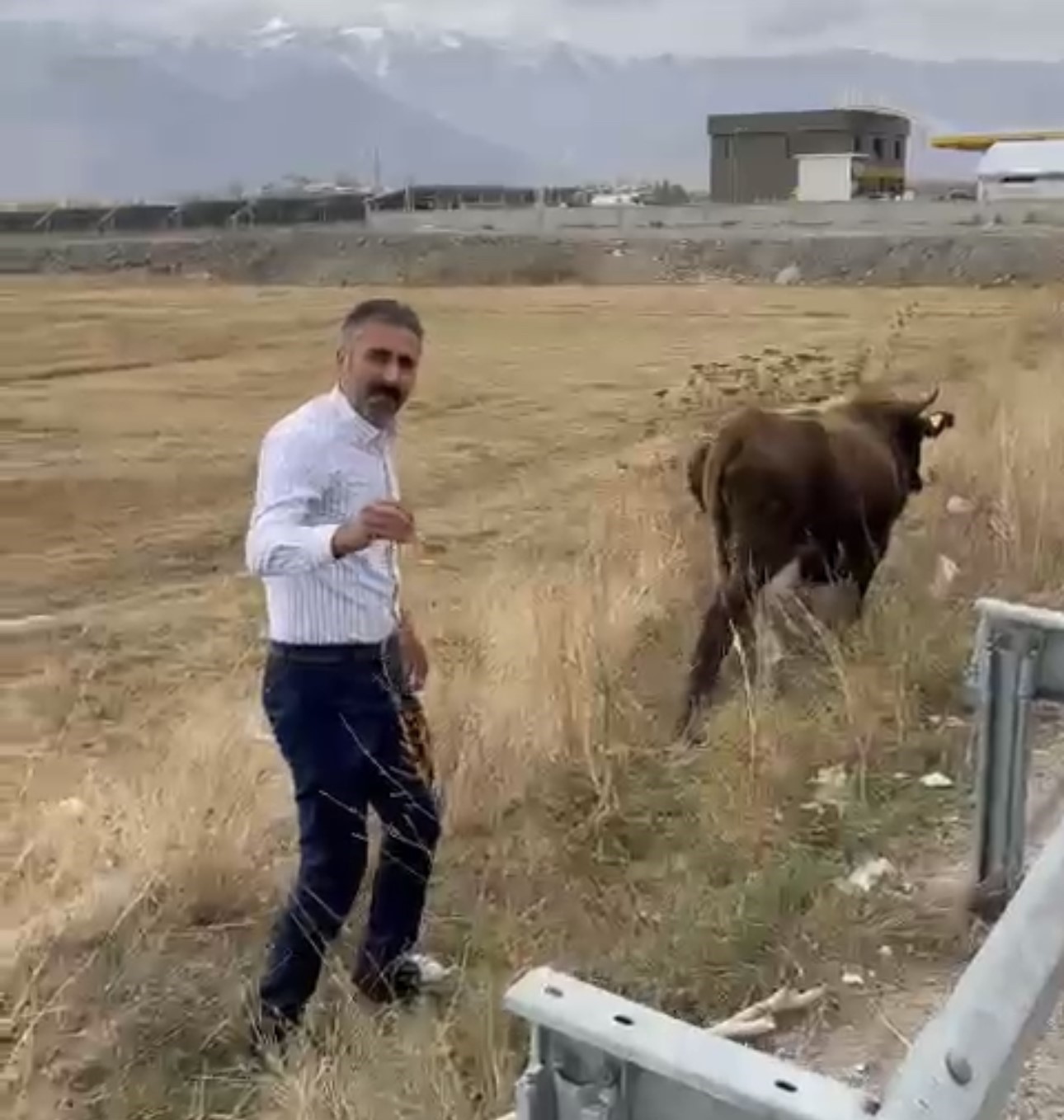 Kara yolundaki bariyerde mahsur kalan inek kurtarıldı
