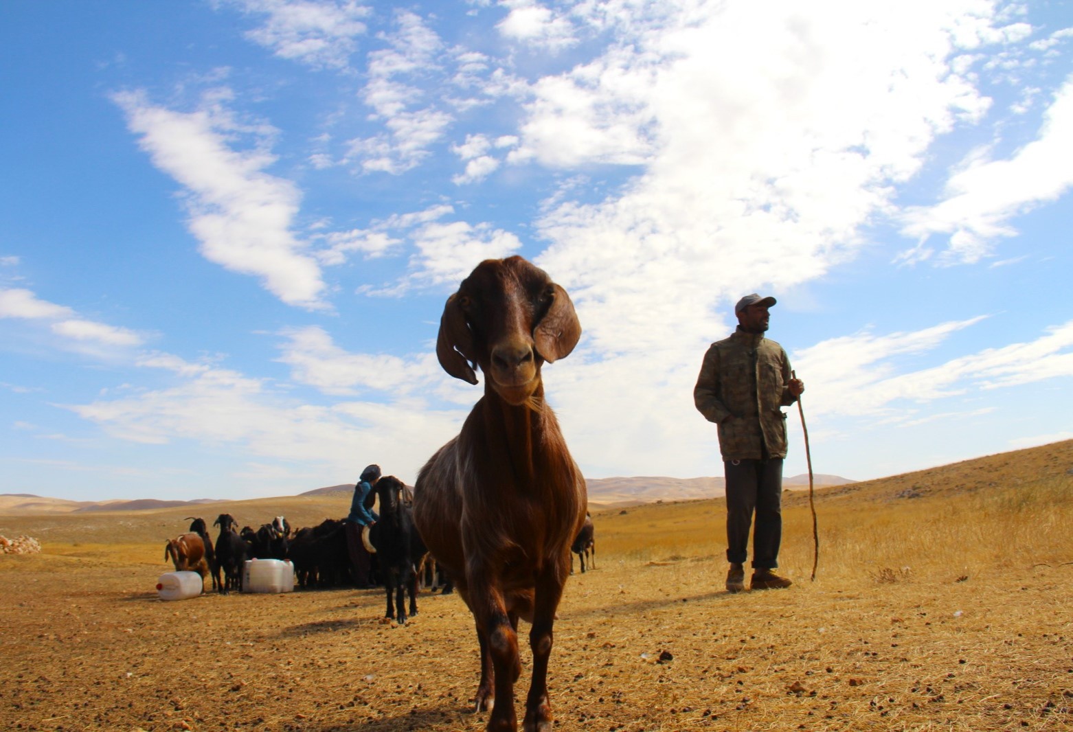Kahramanmaraş’ta kışın yaklaşmasıyla çobanlar sürülerini yayladan mahalleye indirmeye başladı