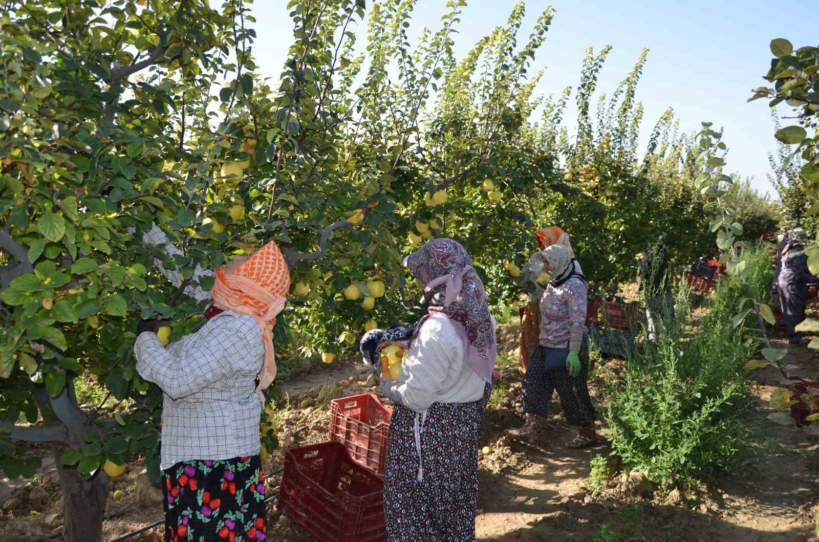 T&uuml;rkiye ayva &uuml;retiminin y&uuml;zde 4&rsquo;&uuml; Denizli&rsquo;de ger&ccedil;ekleşiyor
