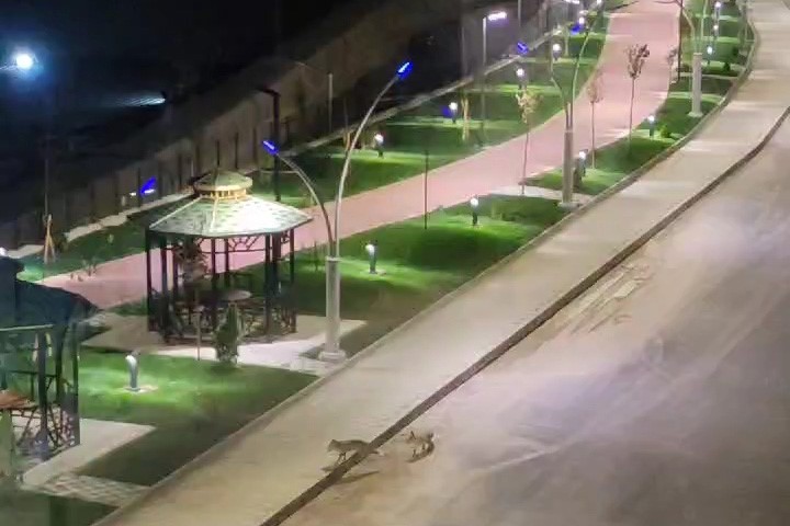 Gümüşhane’de henüz açılmayan parkın şaşırtan ziyaretçileri