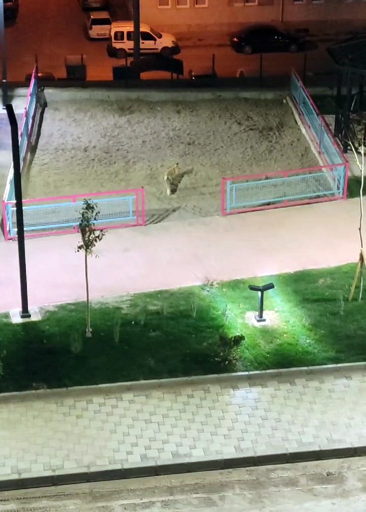 G&uuml;m&uuml;şhane&rsquo;de hen&uuml;z a&ccedil;ılmayan parkın şaşırtan ziyaret&ccedil;ileri
