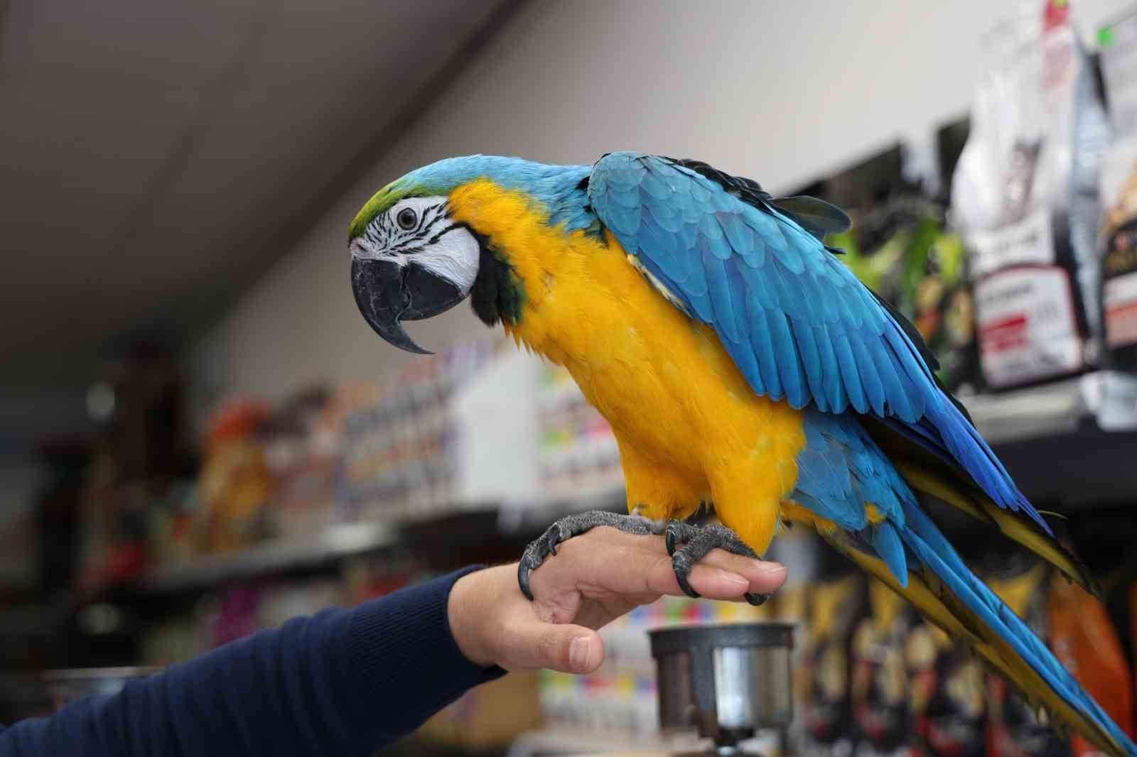 D&uuml;nyanın en havalı papağanı g&uuml;zelliği ve fiyatıyla dikkat &ccedil;ekiyor
