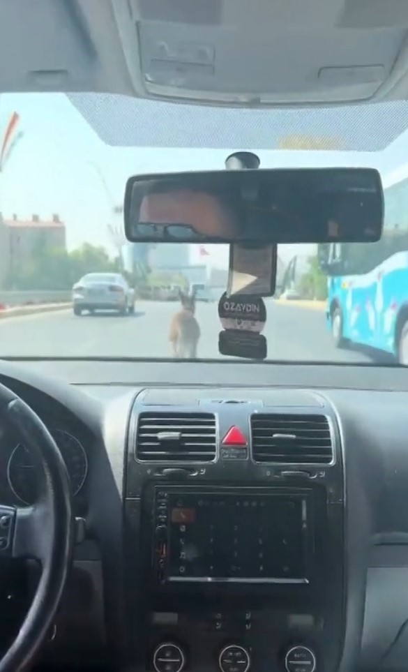 Şanlıurfa’da inatçı eşek trafiği birbirine kattı