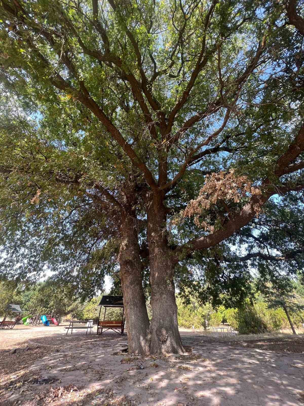700 yıllık meşe ağacı tescillendi
