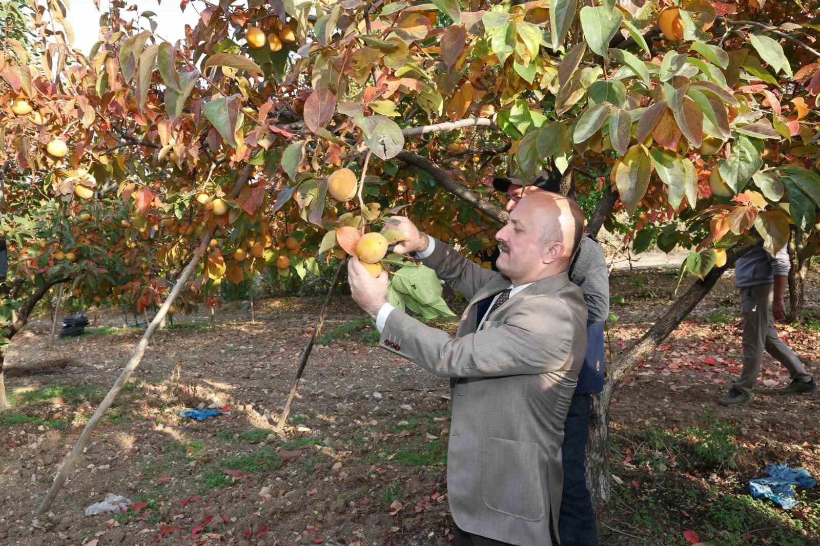 Gölbaşı ilçesinde hurma hasadı başladı