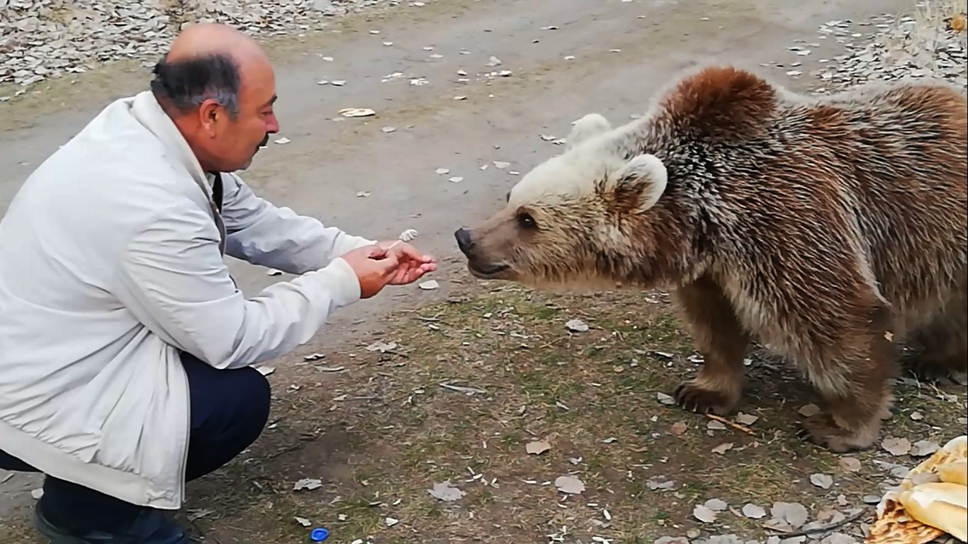 Boz ayıyı bu sefer ağzıyla besledi
