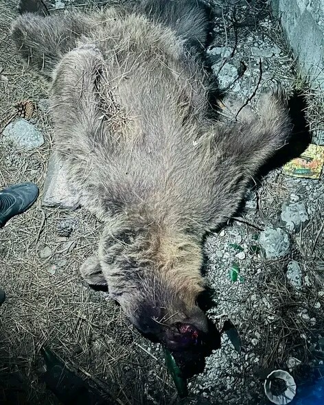 Kızılcahamam&rsquo;da yabani hayvanlar yollara indi
