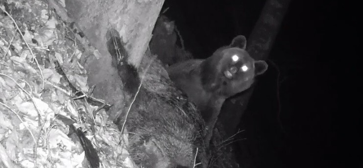 Domuz yiyen bozayı fotokapana takıldı
