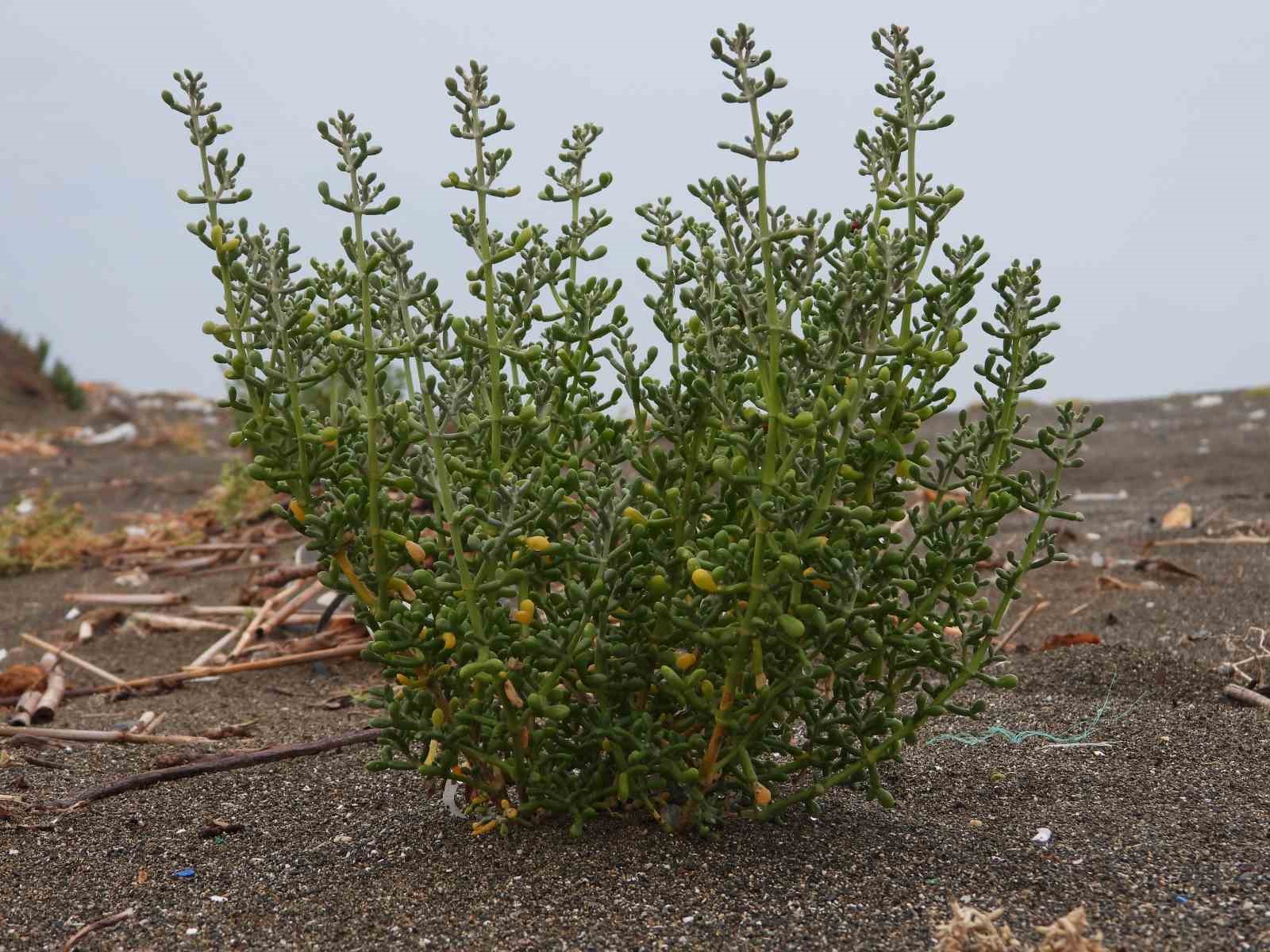 Türkiye’nin en uzun kumsalında 200 tür bitki yetişiyor