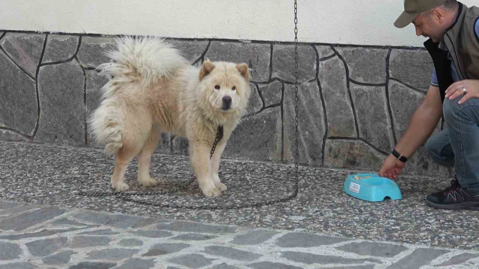 "Mike", minnet borcunu kurtarıcılarının bekçi köpekliğini yaparak ödüyor