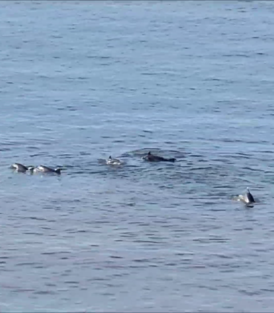 Esenk&ouml;y a&ccedil;ıklarında yunus s&uuml;r&uuml;s&uuml; avlanırken g&ouml;r&uuml;nt&uuml;lendi
