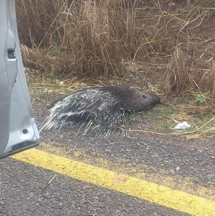 Mardin’de aracın çarptığı oklu kirpi telef oldu