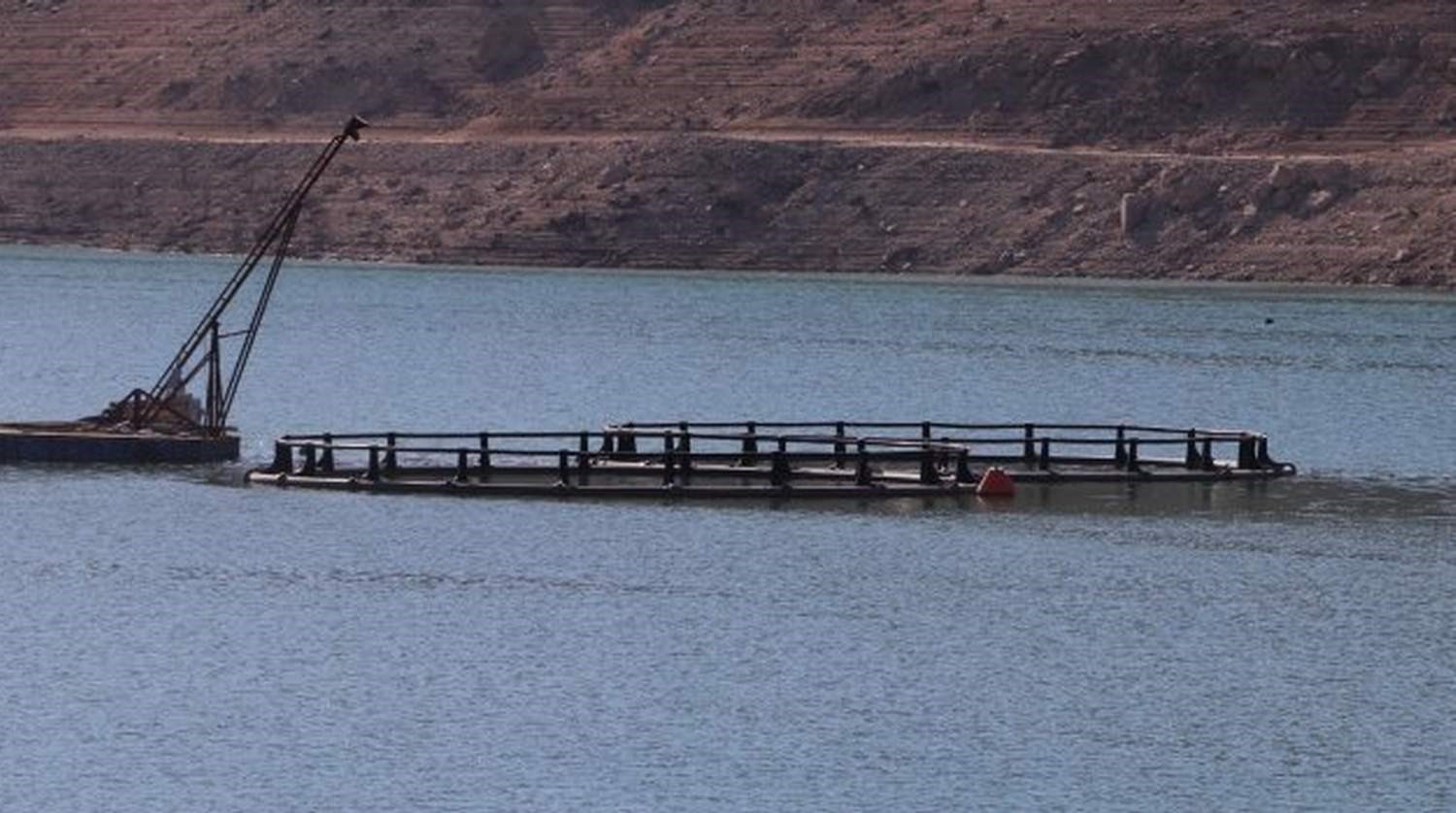 Siirt&rsquo;te 5 yılda 8 milyon sazan yavrusu baraj ve g&ouml;letlere bırakıldı

