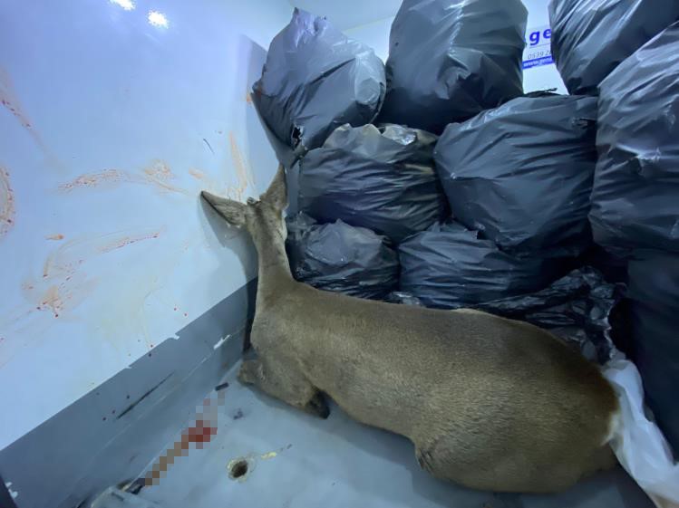 Karaca yavrusu sokak k&ouml;peklerinden son anda kurtuldu
