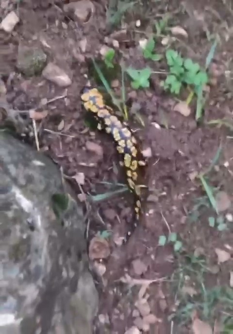 Batman’da Anadolu semenderi görüldü

