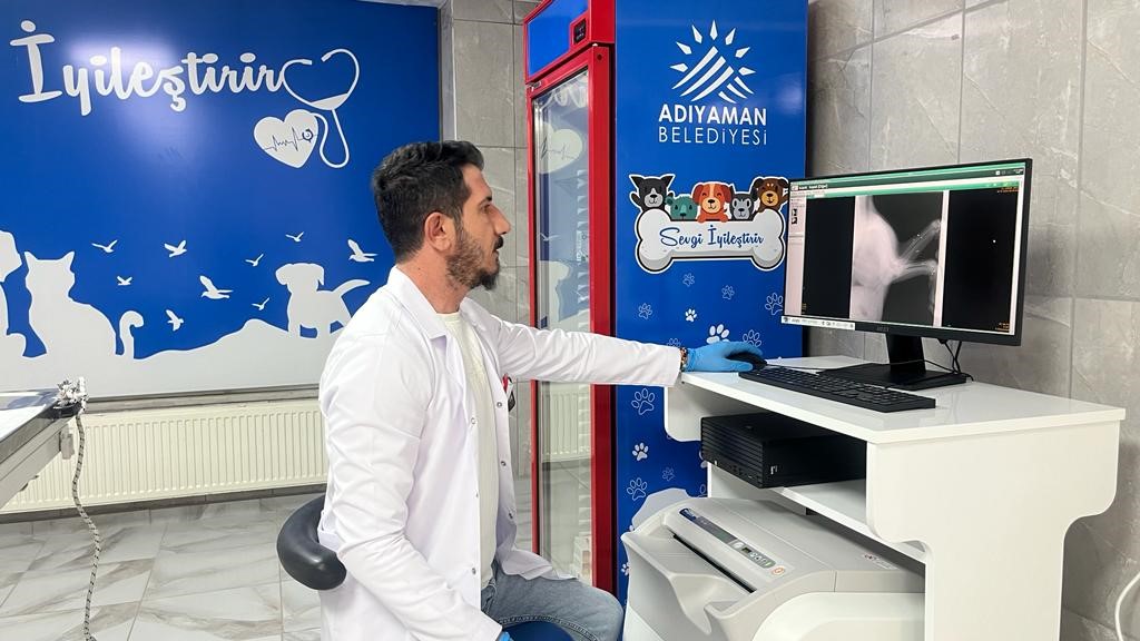 Av tüfeğiyle vurulan köpek yaşam mücadelesi veriyor
