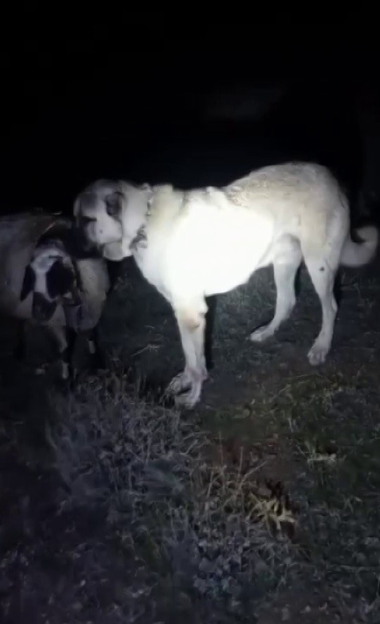 Kangal vefası ile hayret ettirdi