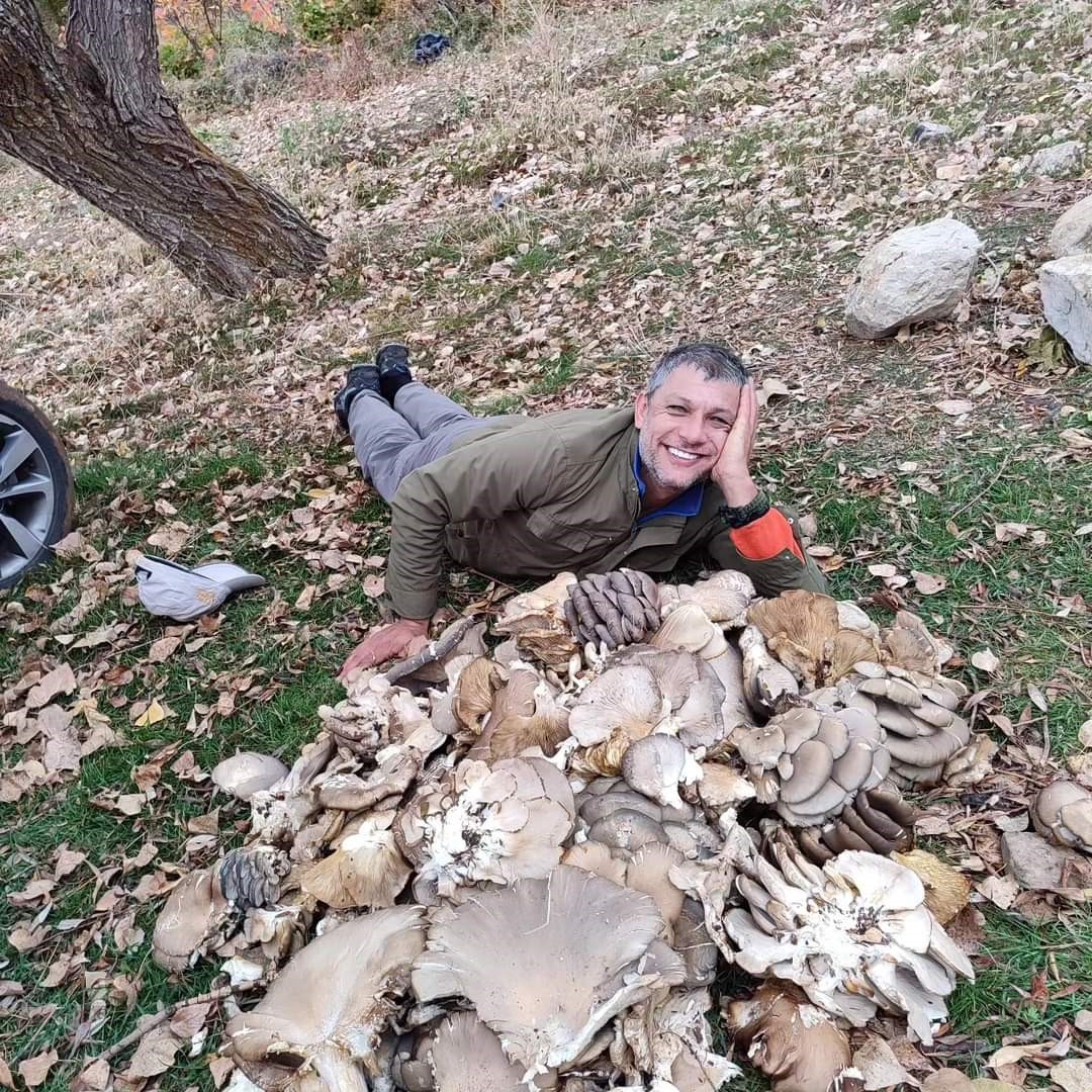 İstiridye mantarları görenleri şaşırttı