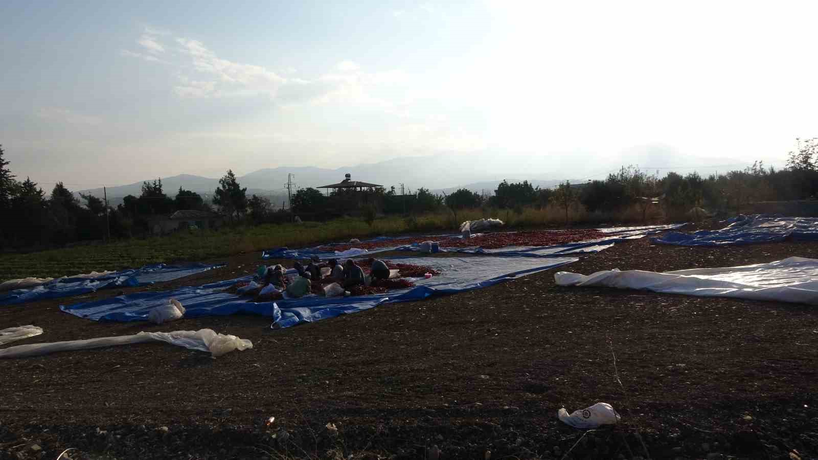 Tescilli Maraş biberinde yılın son hasadı 