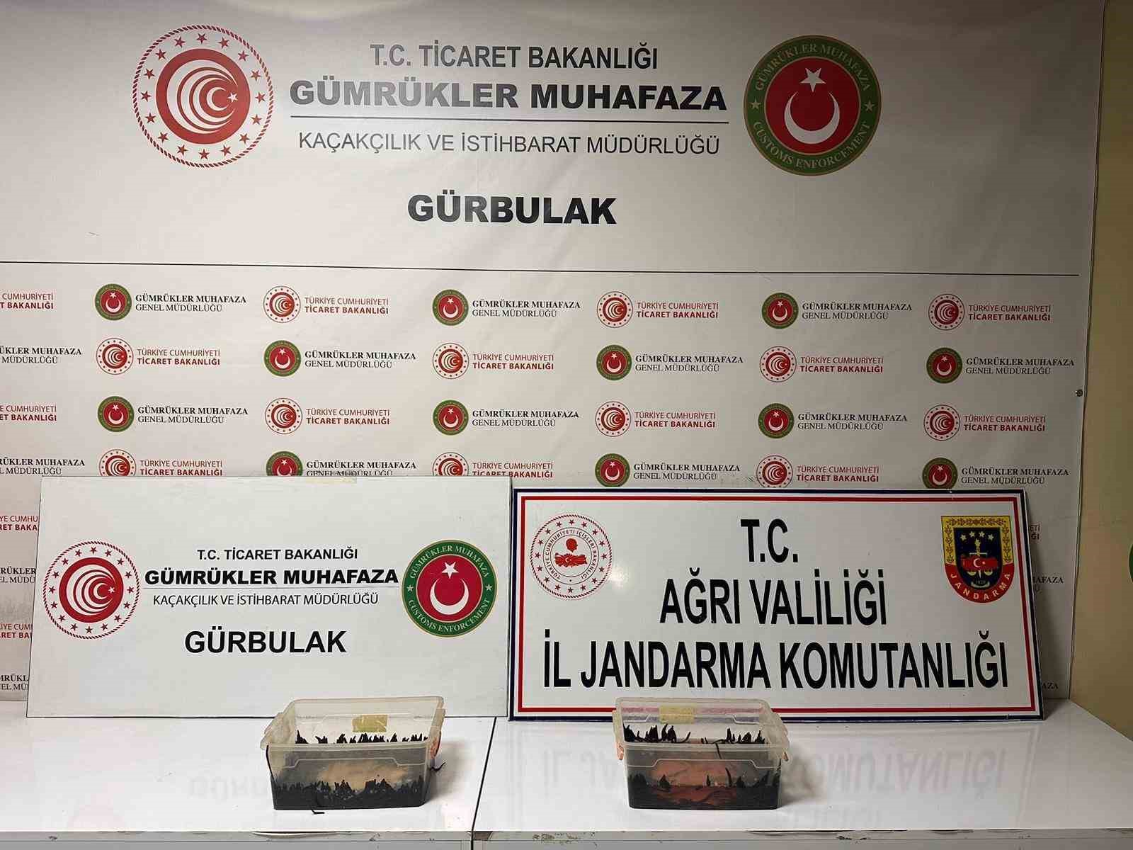 Ağrı’da 70 bin TL değerinde sülük ele geçirildi