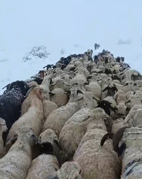 Yaylalardan indirilmeye başlanan koyun s&uuml;r&uuml;s&uuml; kar, tipiye yakalandı
