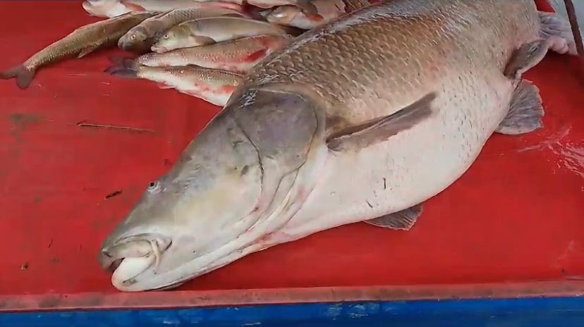 Karasu Nehri&rsquo;nde 110 kiloluk turna balığı oltaya takıldı
