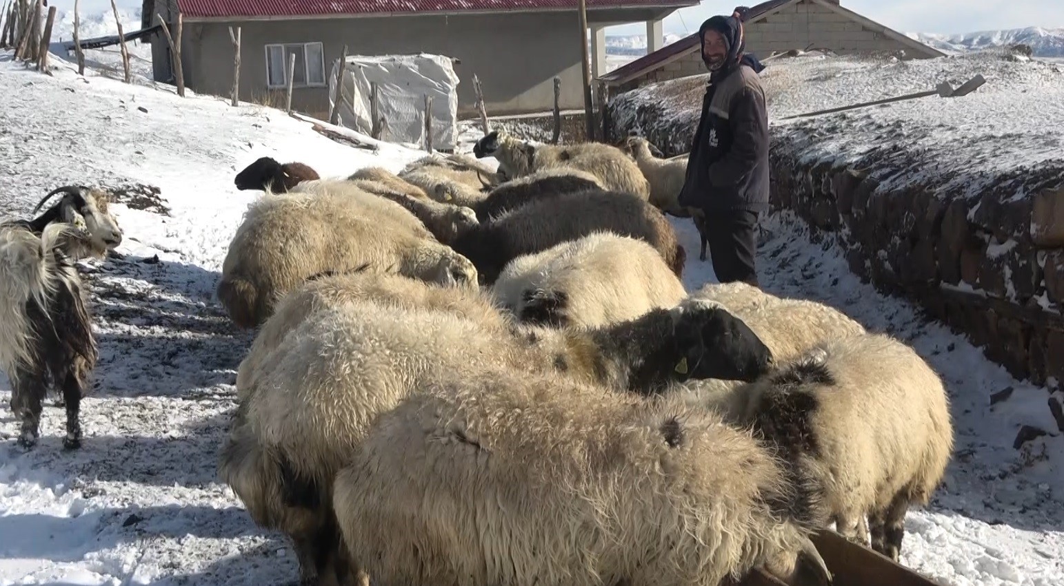 Muş’ta besicilerin zorlu kış mesaisi başladı
