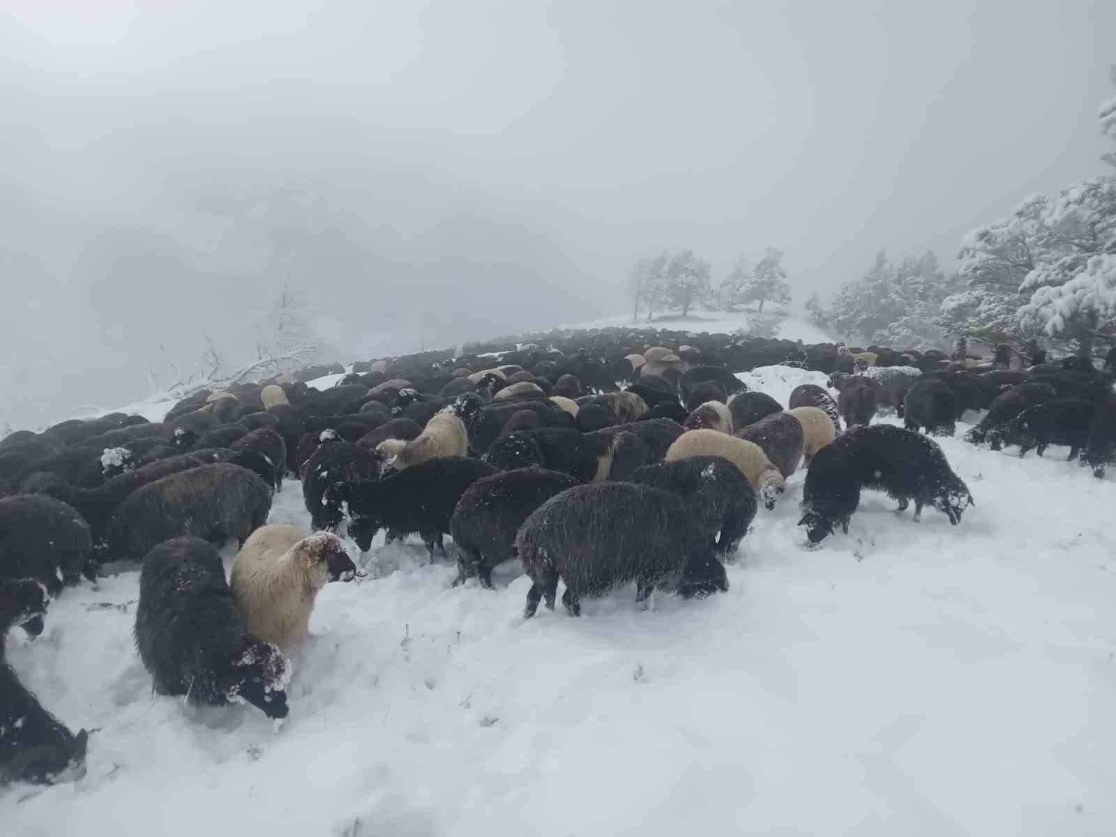 Artvin’de ani bastıran kar sürü sahiplerine zor anlar yaşattı