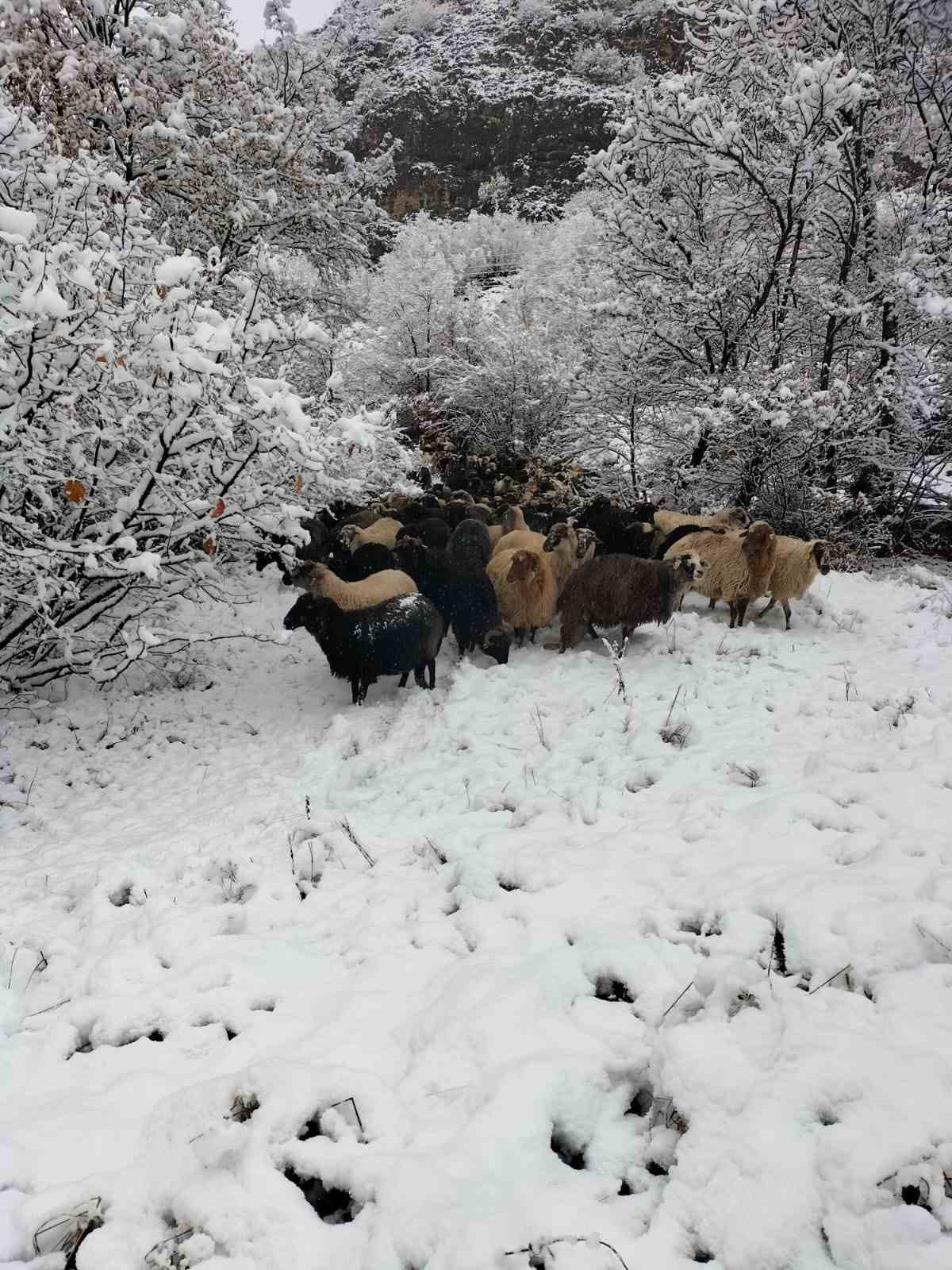 Artvin’de ani bastıran kar sürü sahiplerine zor anlar yaşattı
