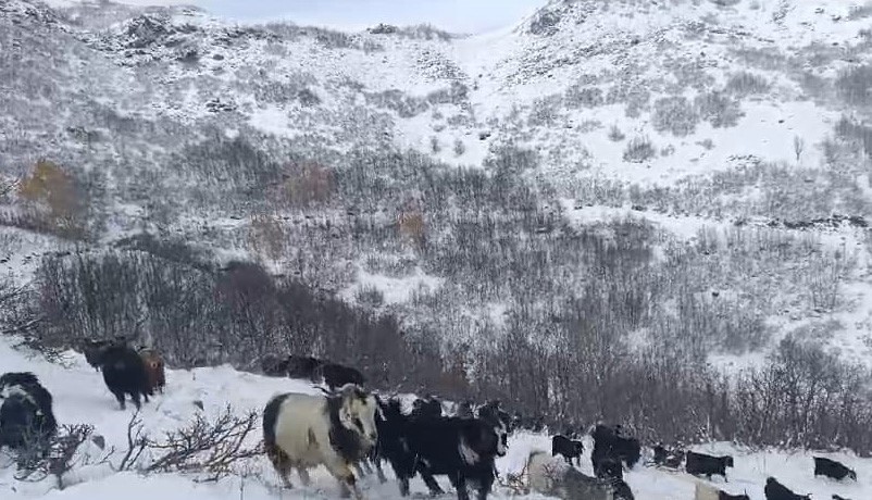 Dağlarda sürülerini otlatan besiciler kar ve fırtına nedeniyle zor anlar yaşadı
