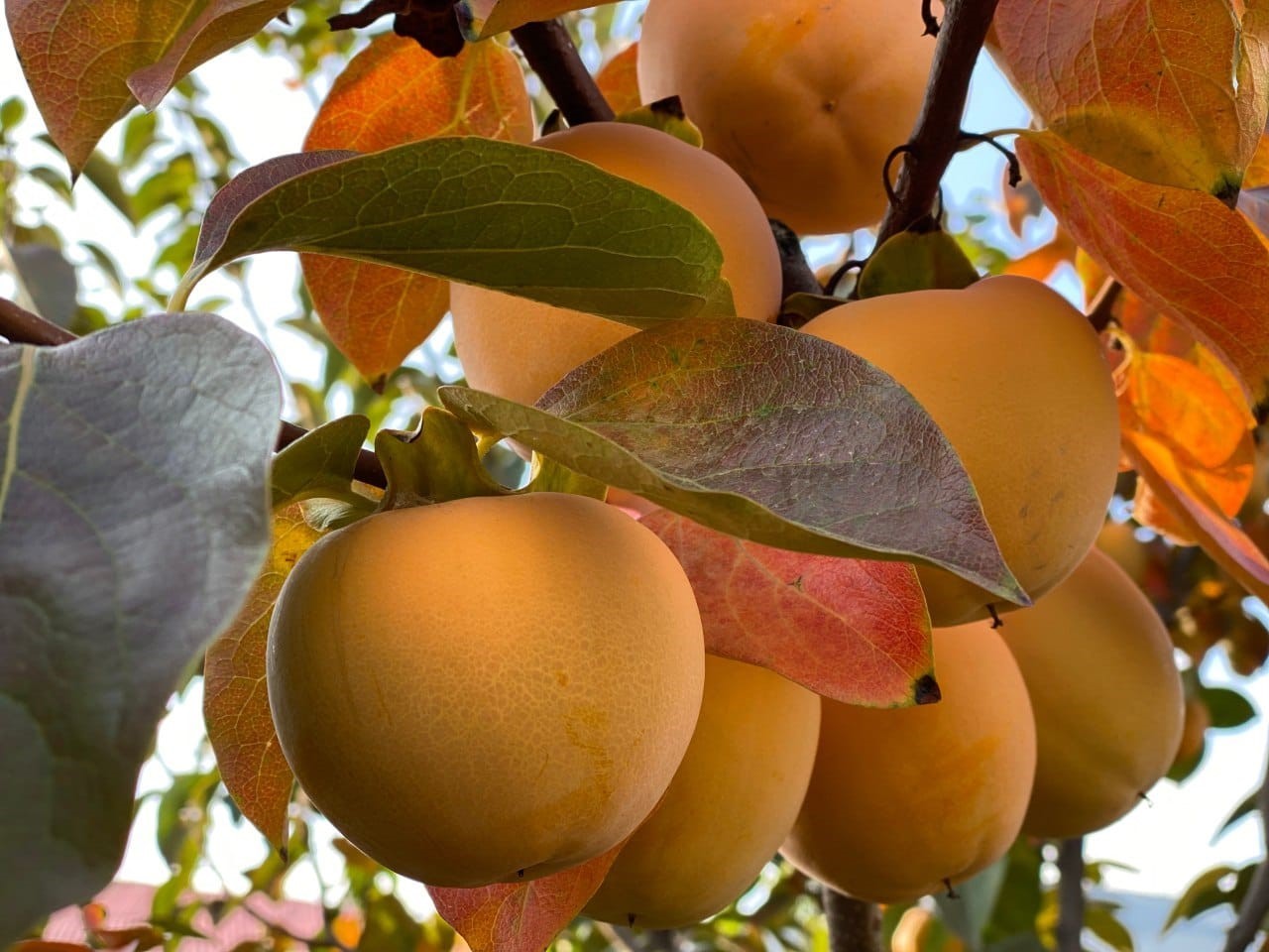 Derecik&rsquo;te Trabzon hurması hasadı başladı
