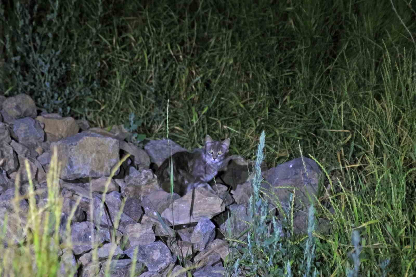 Nemrut Kalderası’nın yeni müdavimleri tespit edildi
