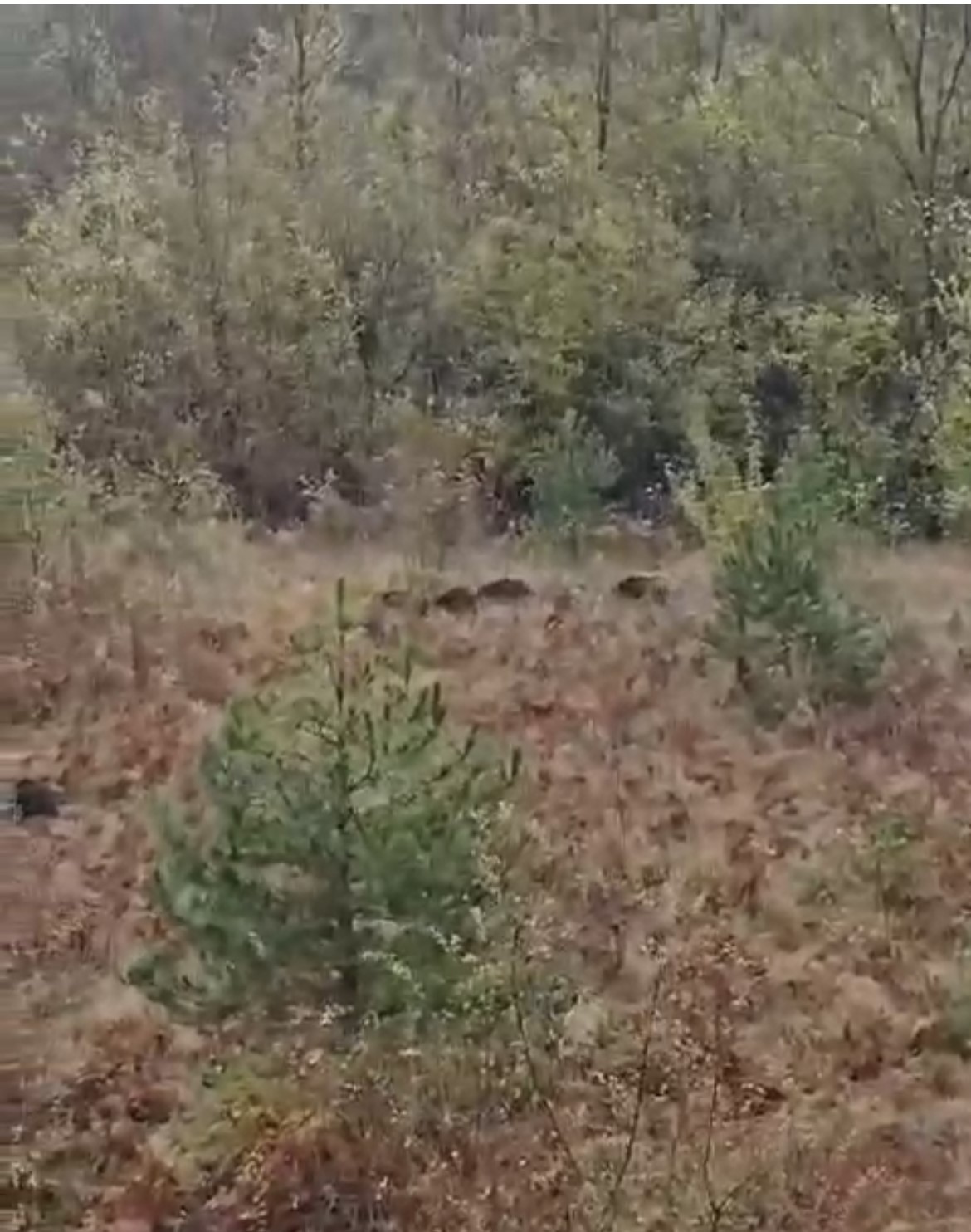 Domuz s&uuml;r&uuml;s&uuml; fırtınadan b&ouml;yle ka&ccedil;tı
