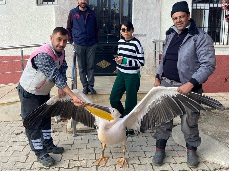 Yaralı halde bulunan pelikan koruma altına alındı