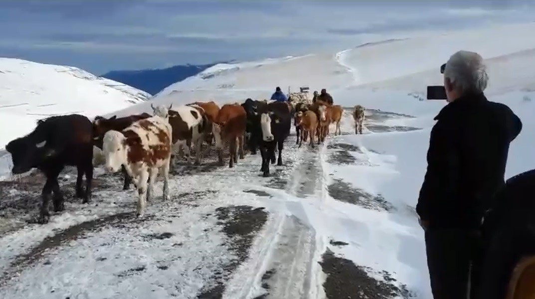 Karlı kaplı dağlarda besicilerin zorlu dönüş mesaisi
