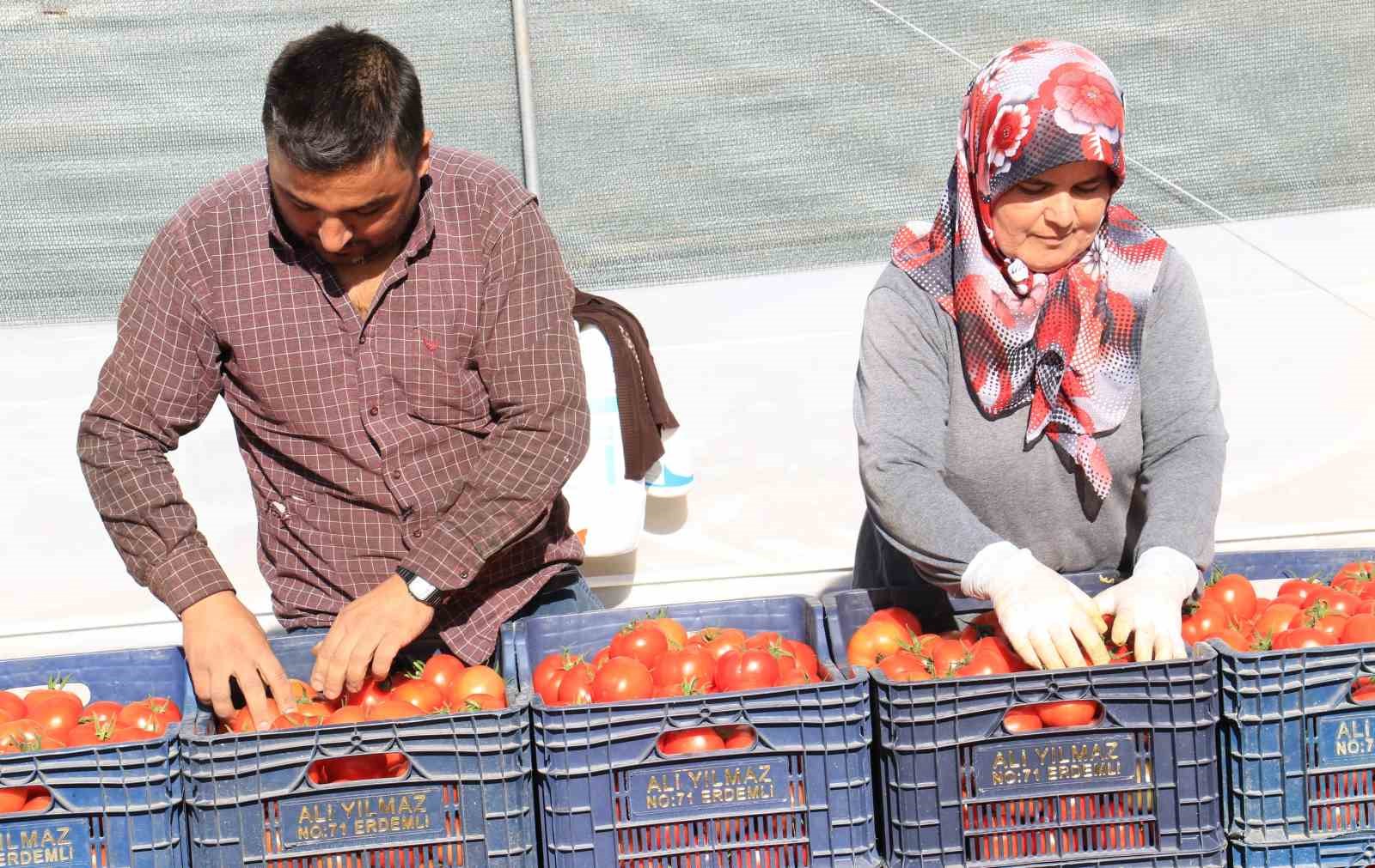 Türkiye’nin üretim merkezi Mersin’de örtü altı domateste hasat başladı